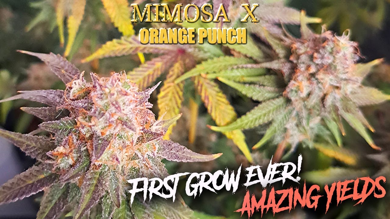 Mimosa x Orange Punch - Most Insane Buds I`ve Ever Grown!!!🌱🍊