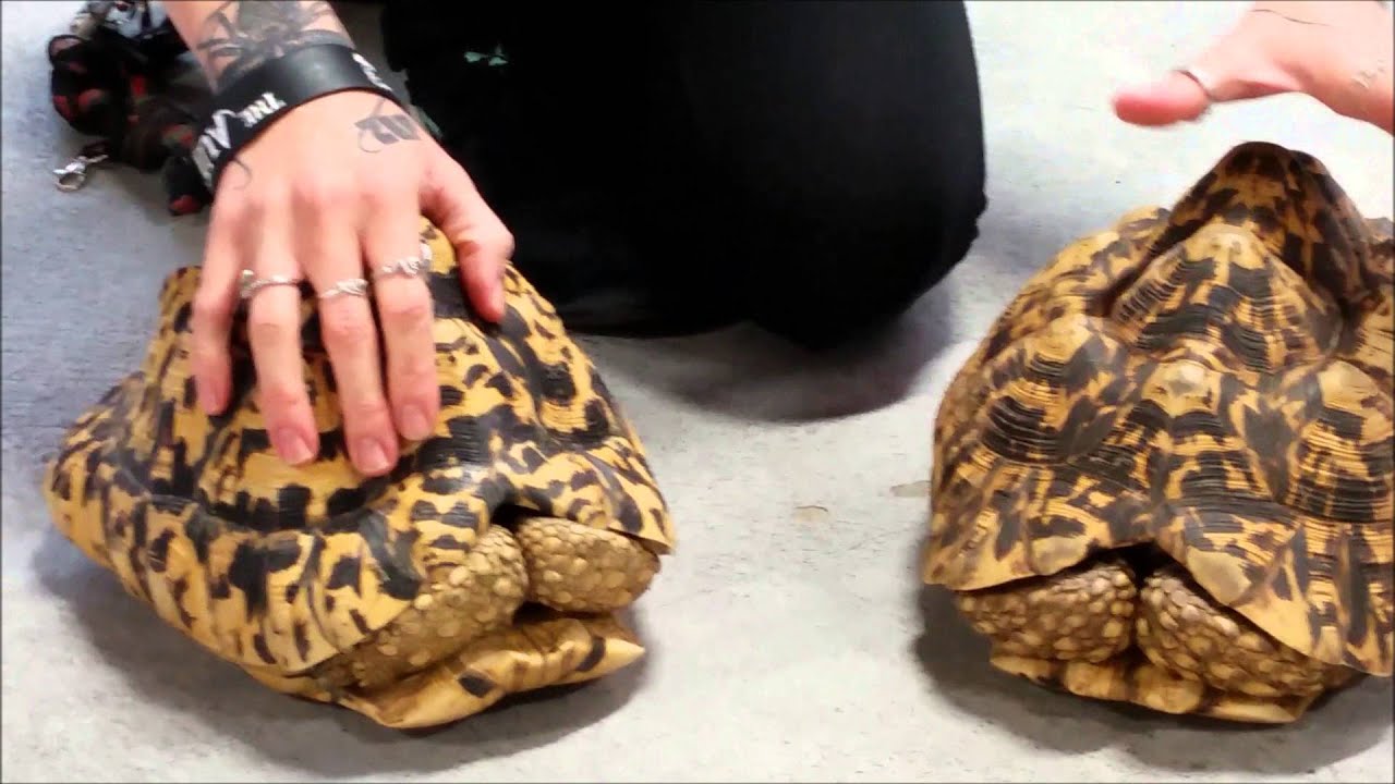 Female Leopard Tortoises at LLLReptile