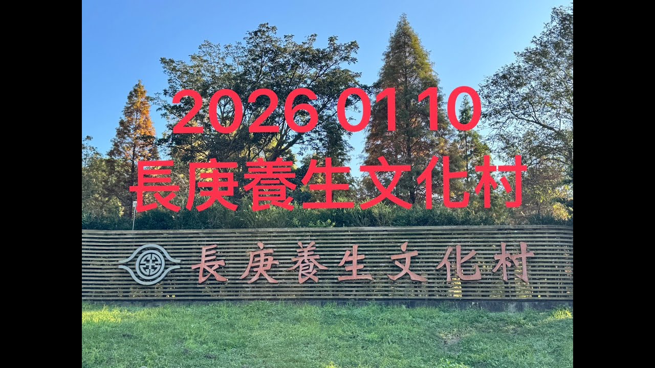 1150110長庚養生文化村的落羽松
