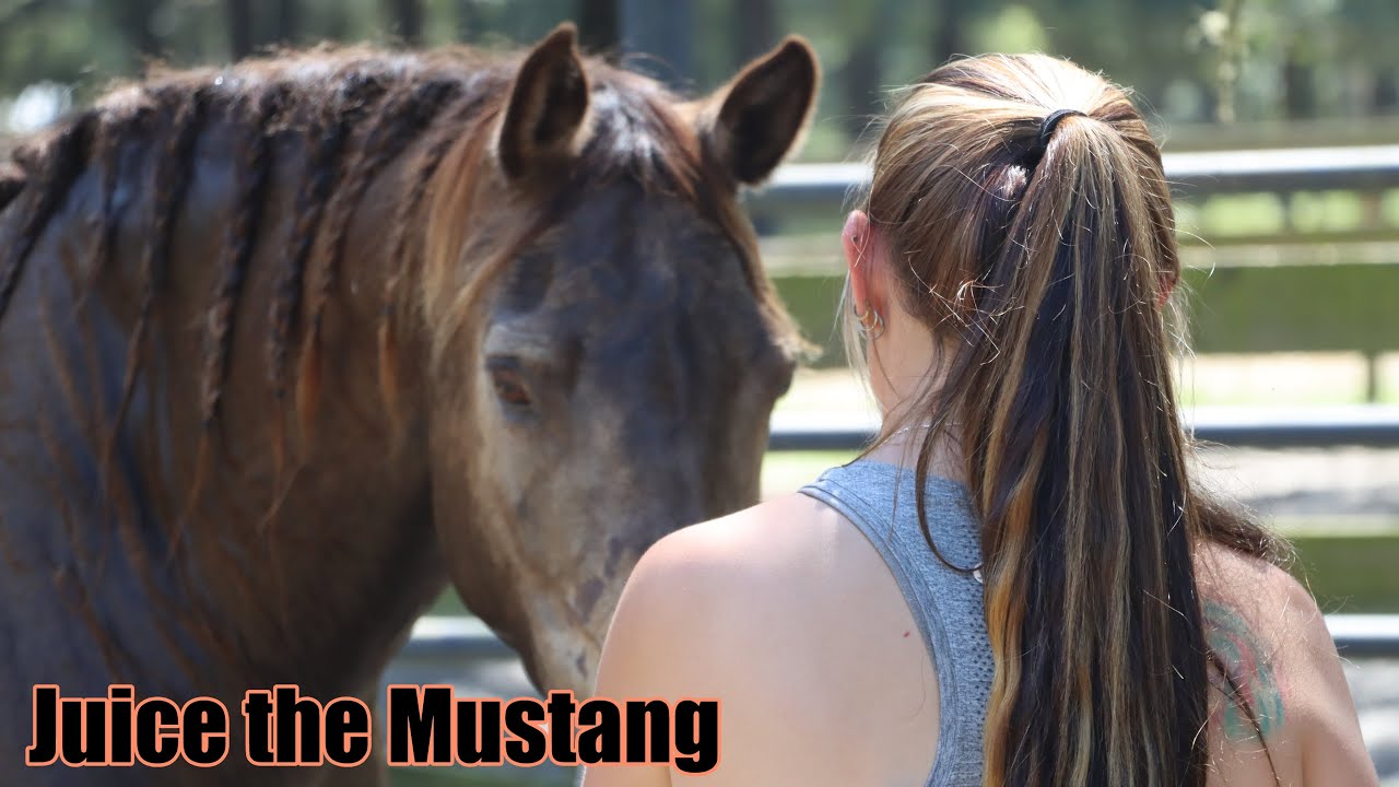 Знакомьтесь, Mustang Juice! В новое путешествие...