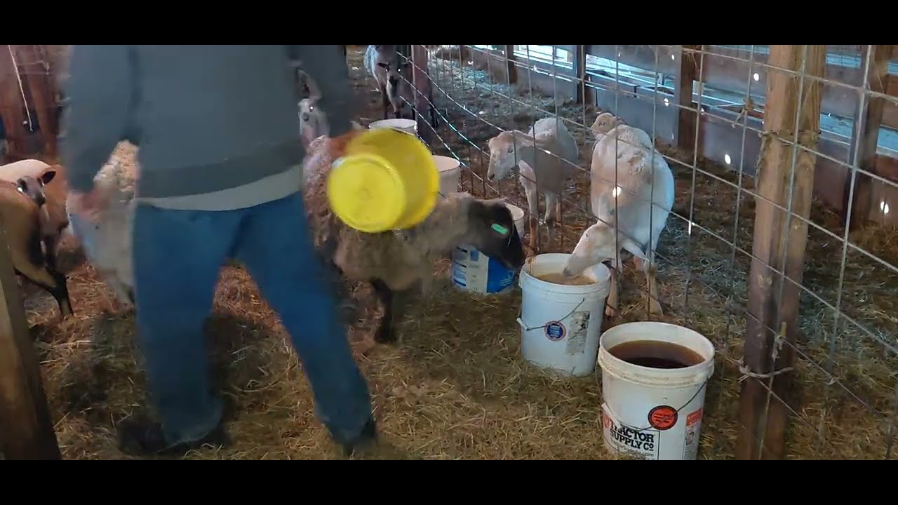 LA INPORTANCIA DE LA MELAZA EN OVINOS