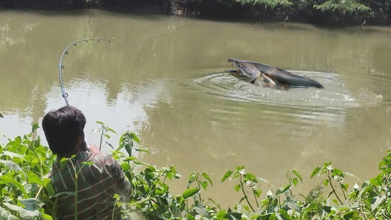 Big Monster Patan Fish Hunting||incredible Fishing Video ||Wallago Attu Fishing Big Patan Fish Catch