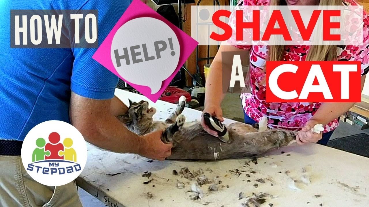 Shave Your Cat at Home