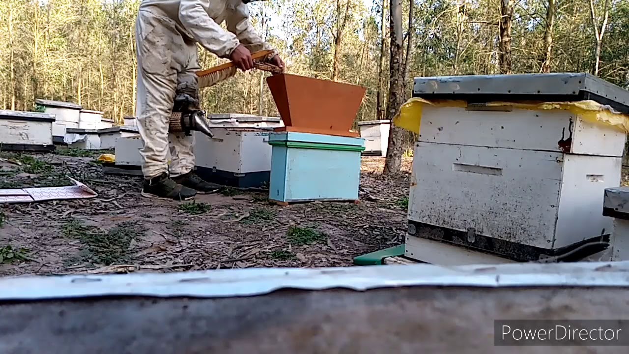 تربية الملكات جمع النحل في المربع وتطعيم اليرقات تطورات تربية الملكات  Breeding German queen Starter