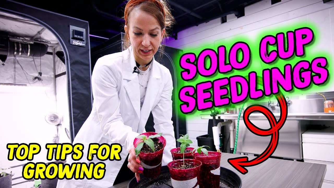 Solo Cup Seedling Tips!