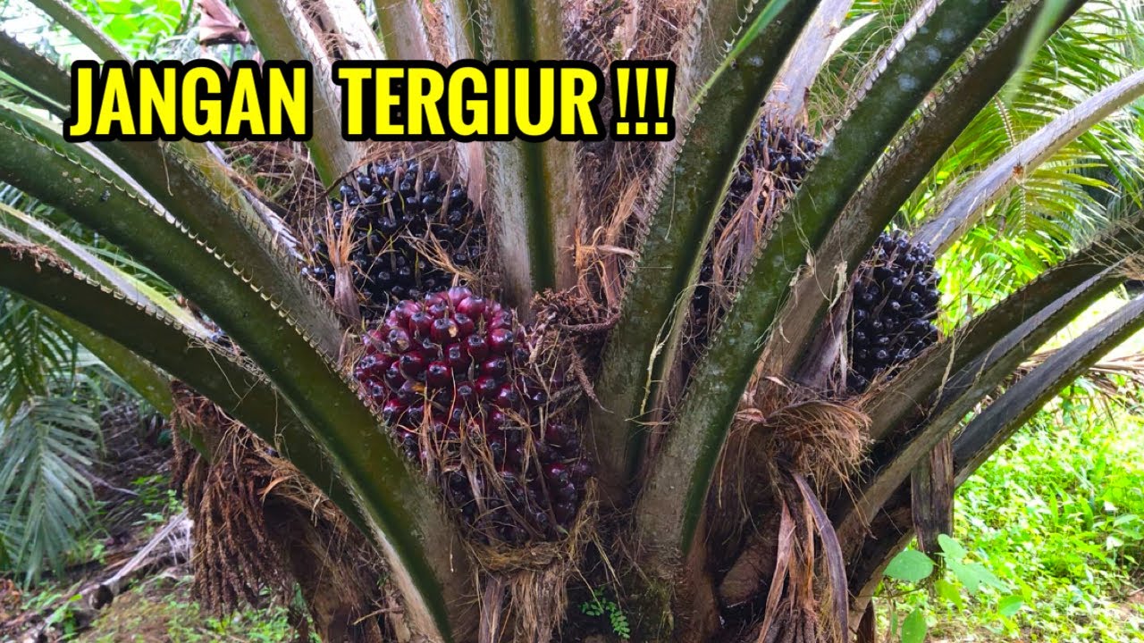 Rahasia gelap sawit pelepah pendek yang jarang dibahas penjual Bibit