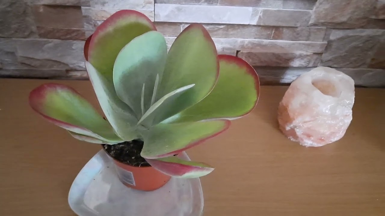 Kalanchoe thyrsiflora gondozása