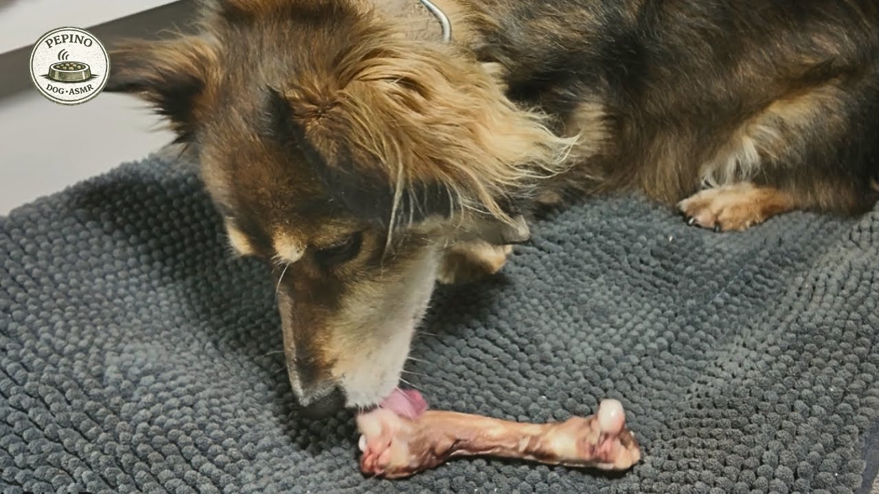 Dog Eating ASMR | Raw Turkey Bone Chewing Sounds (Calm, No Talking)