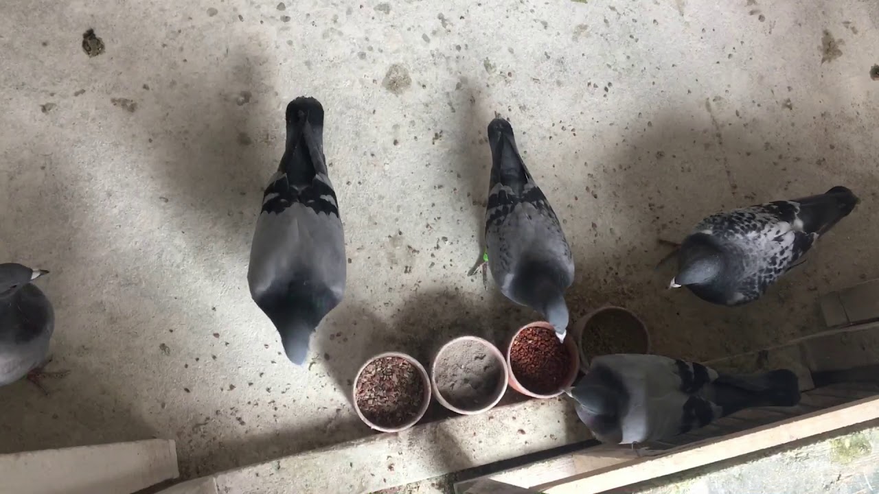2018 Young bird sickness