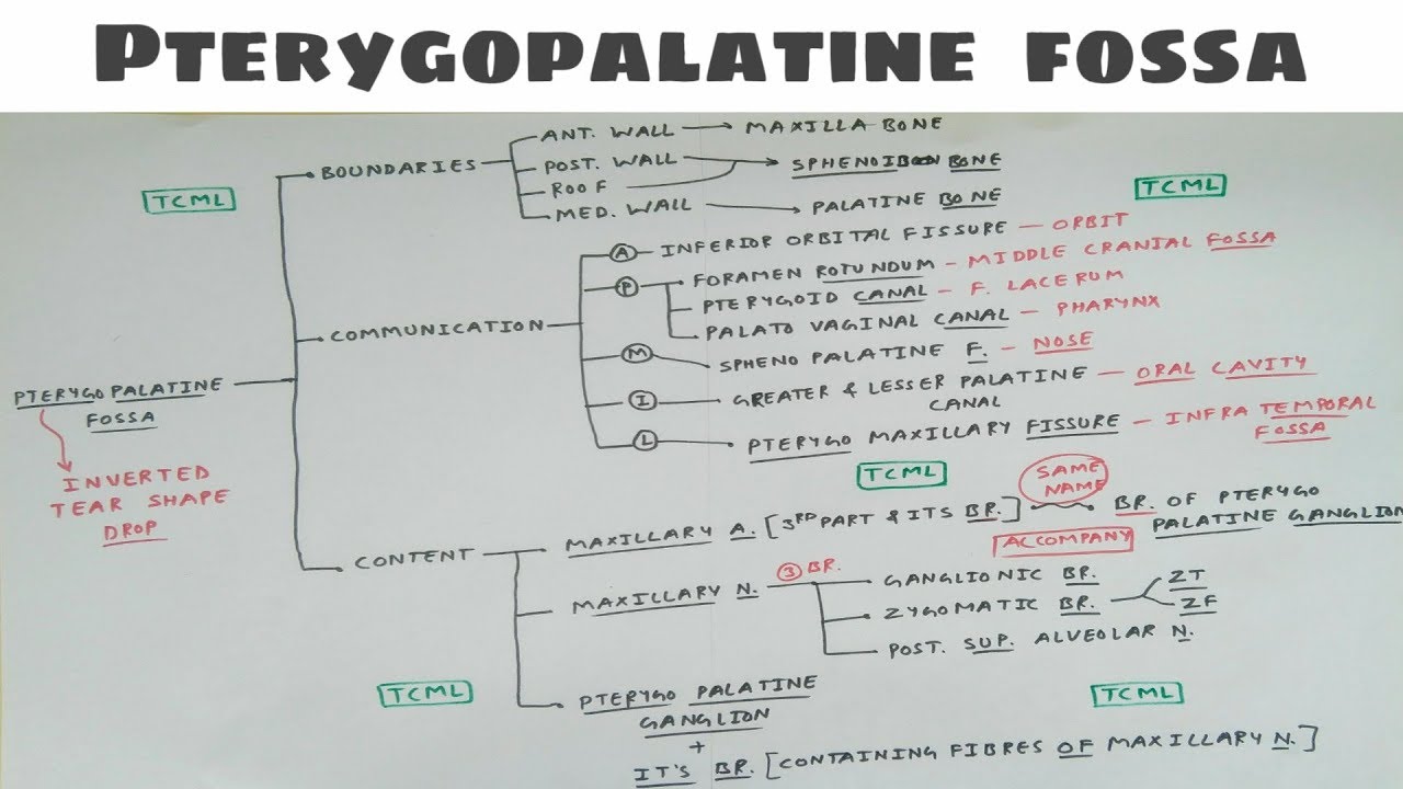 Pterygopalatine fossa - 2 ( Theory )