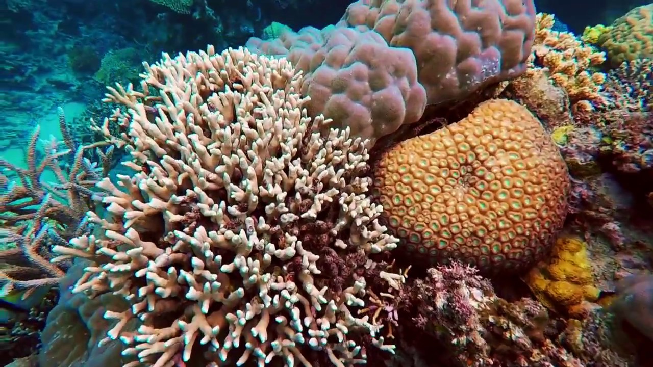 Diving the Agincourt Reefs, Great Barrier Reef, Queensland, Australia