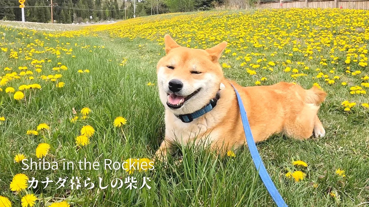 タンポポ畑から離れ難く、匍匐前進で動き出す柴犬ナラ【4K】大好きな酒屋のおっちゃん。