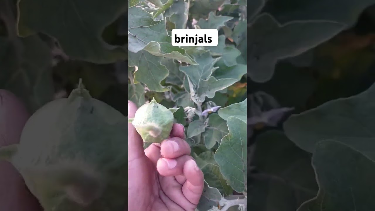 #brinjals 🍆🍆#harveting #gardenning #shortvideo #ytshorts #shorts