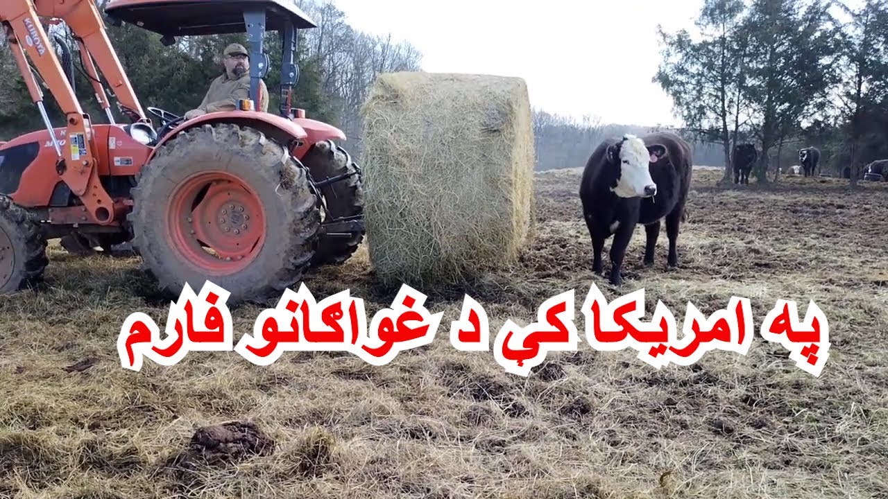 په امریکا کې د غواګانو فارم