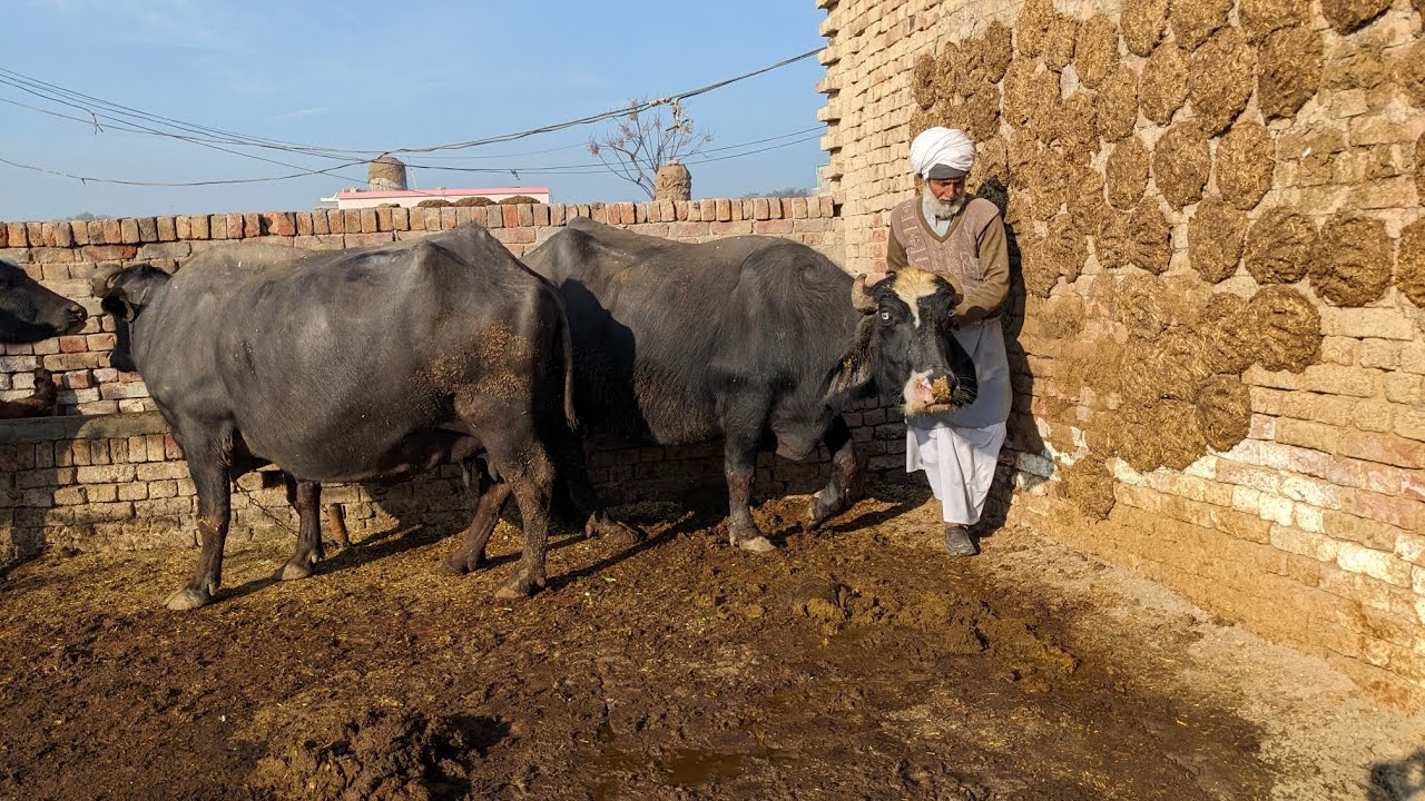 Buffalo farming with dadaji. Daily routine buffalo Care.