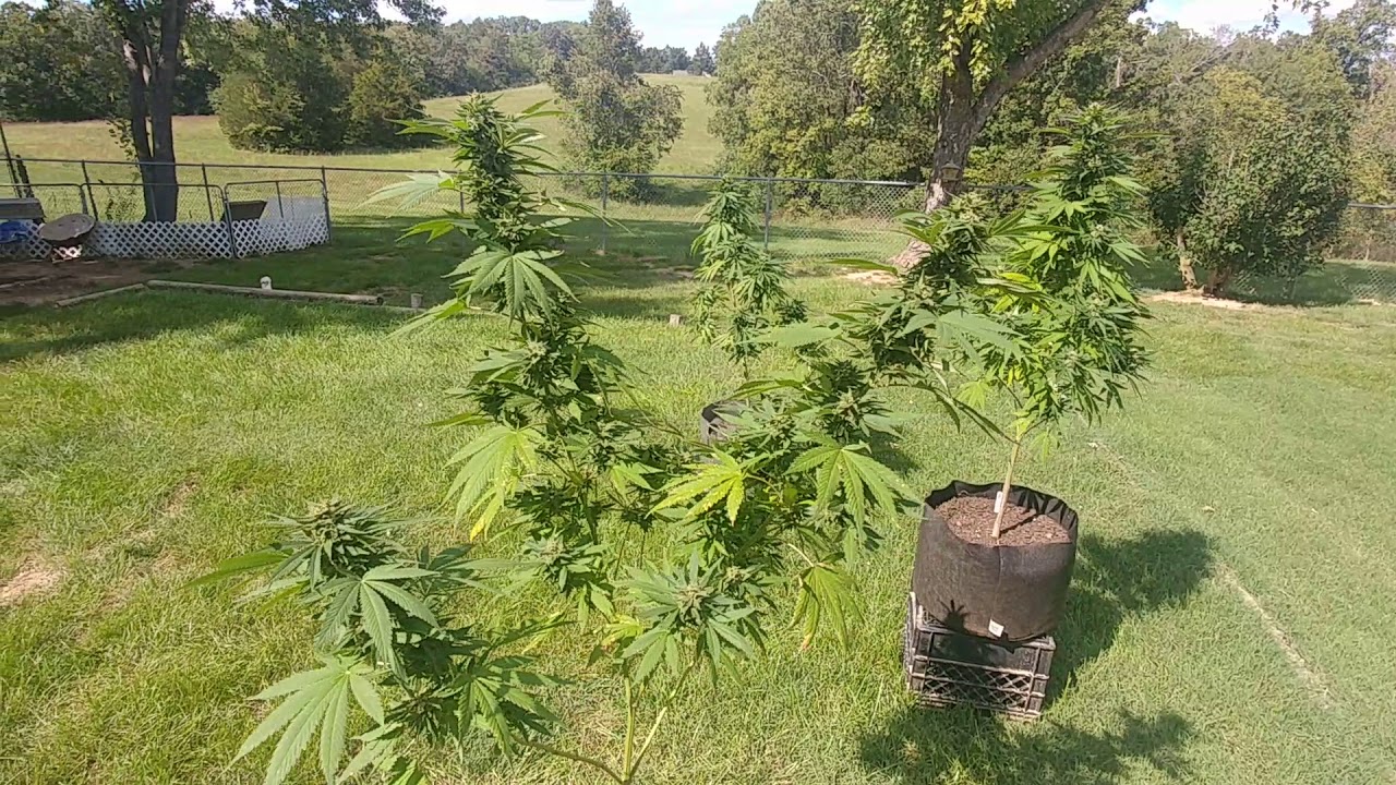 Gold Leaf, G-13, Pineapple Haze Outdoor Grow