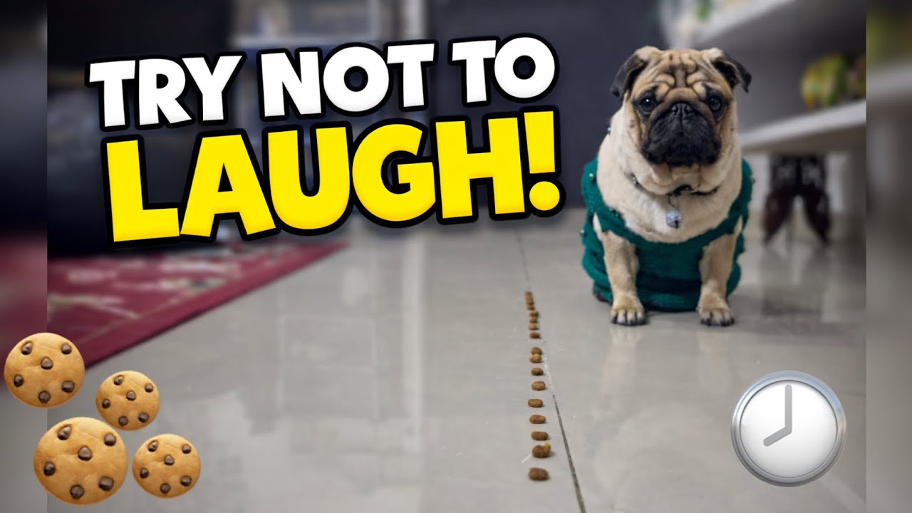 The Hardest Waiting Game for a Pug | must Teach Self-Control to Your Dog 🐶 #dogtraining #doggames 