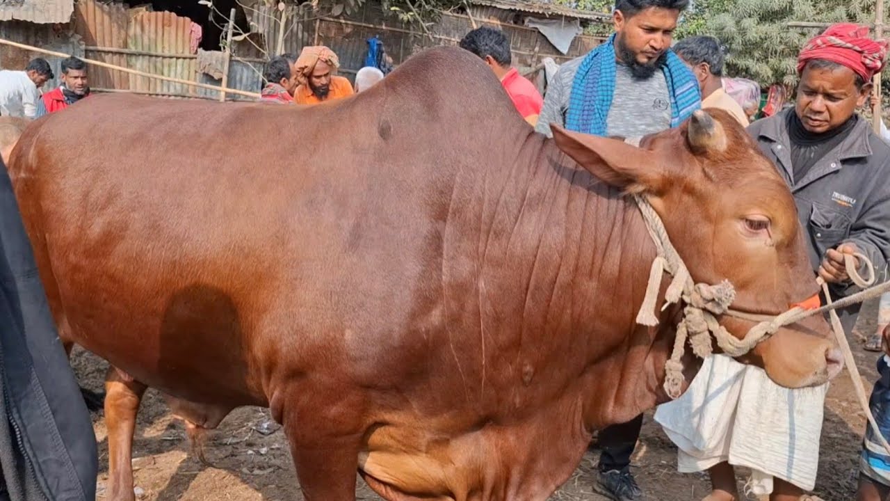 আজ ২৬/১/২৬ | নোয়াখালীরখামারী খামার উপযোগী শাহিওয়াল ষাঁড় কেমন দামে কিনছেন | কাহারোল হাট 