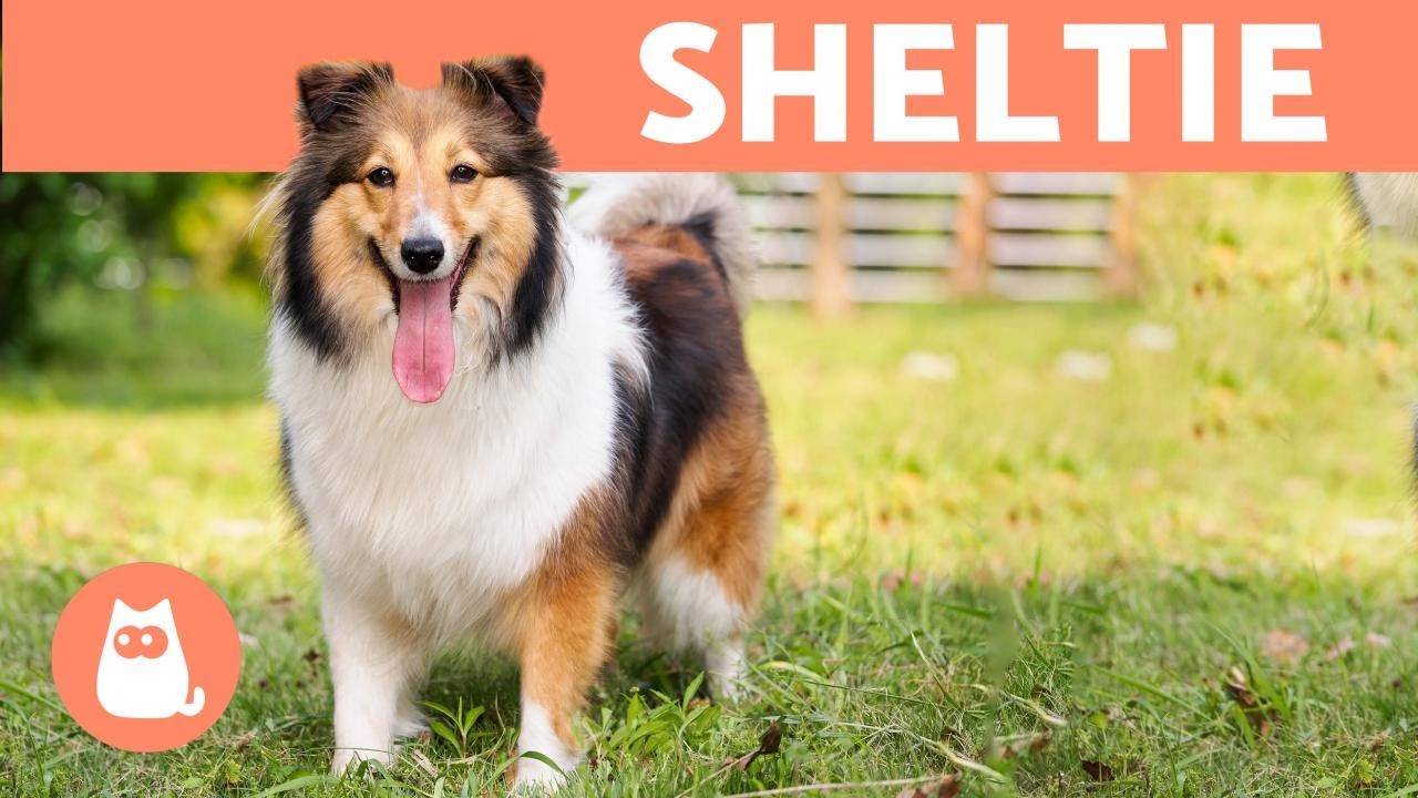 BERGER des SHETLAND 🐶🐾 (Caractéristiques et soins)
