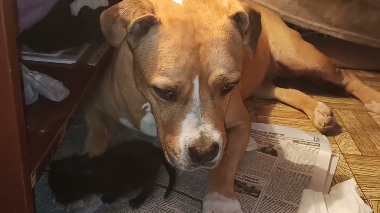 Амстафф Рада с  котёнком Лошариком.#americanstaffordshire