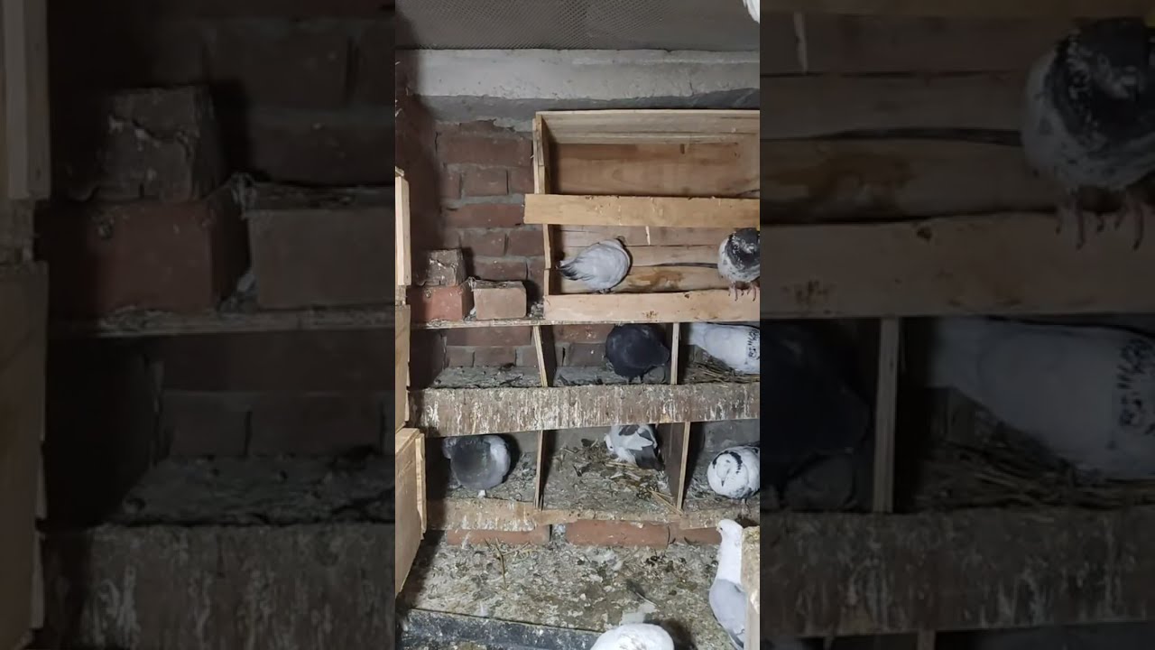 Faizabad (Ayodhya) Pigeons World  is live!