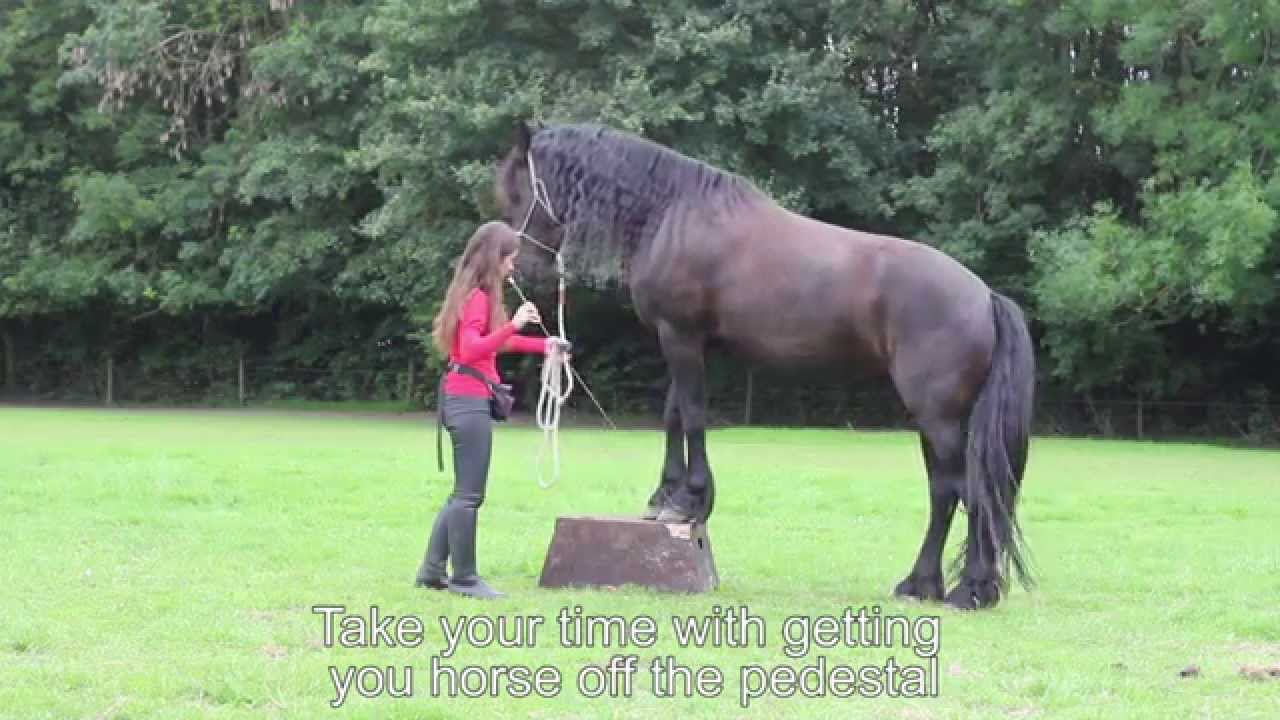 How to teach your horse... The pedestal