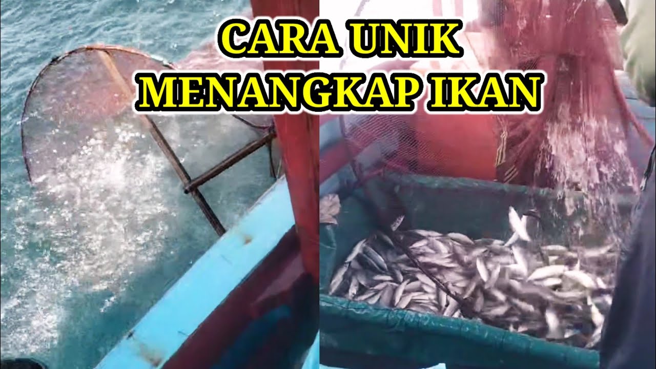 Beginilah Cara Unik Nelayan Tradisional Sibolga Dalam Menangkap Ikan.
