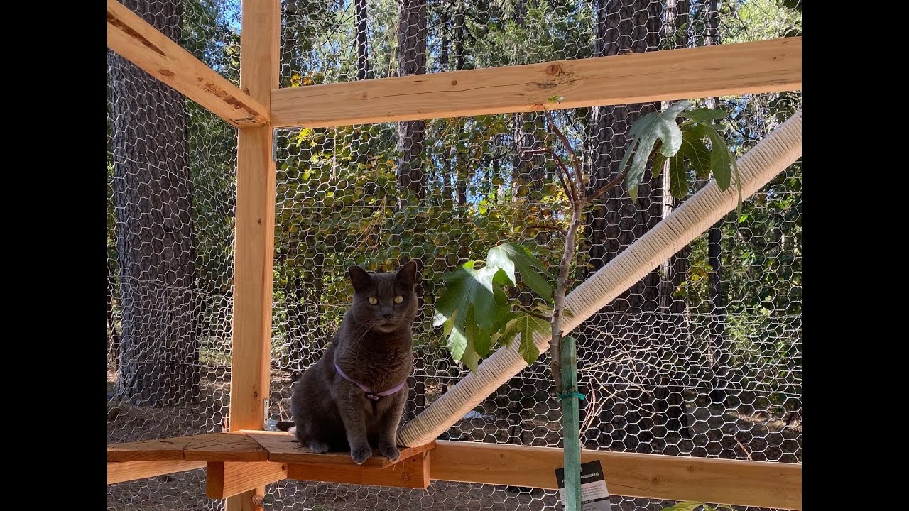 Catio Build