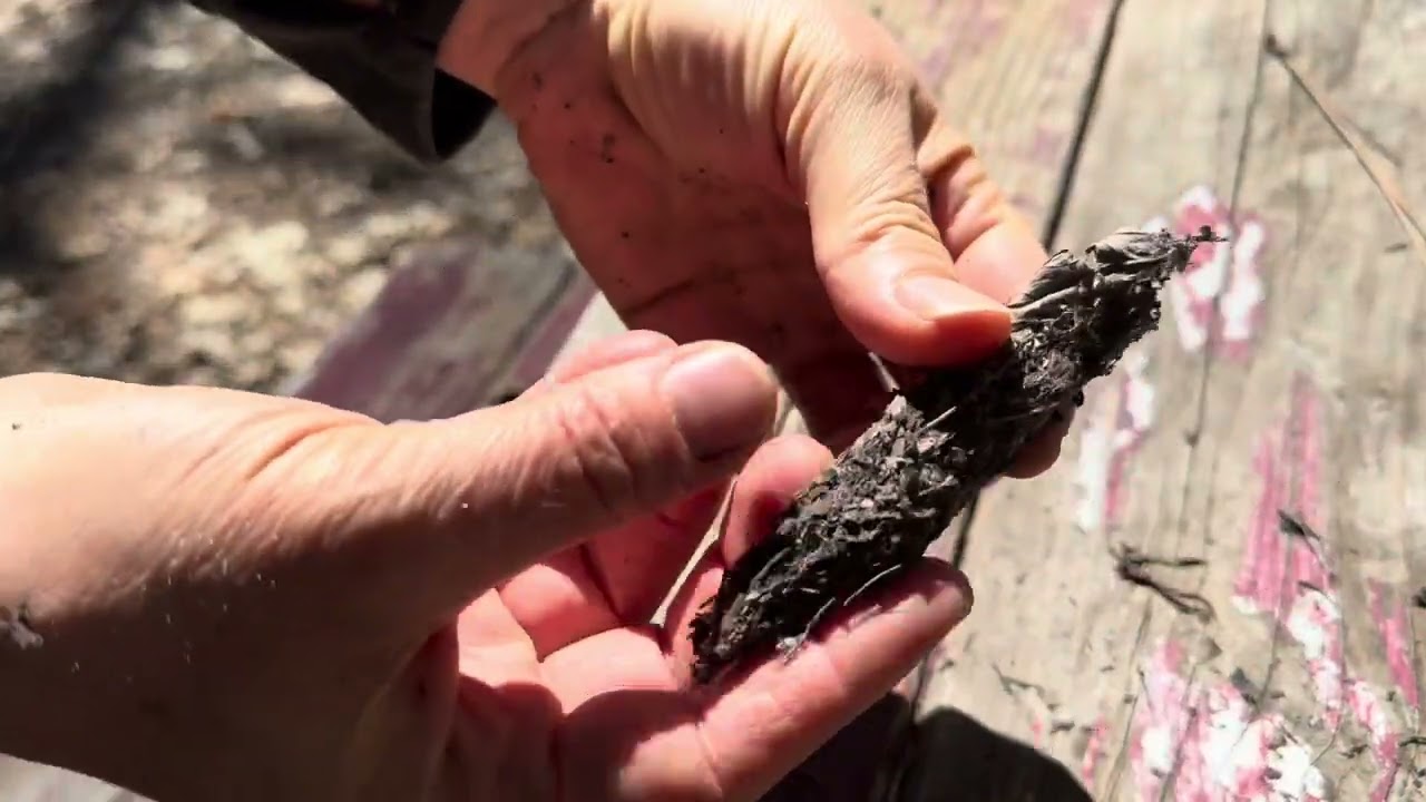 California Mugwort Smoke Medicine