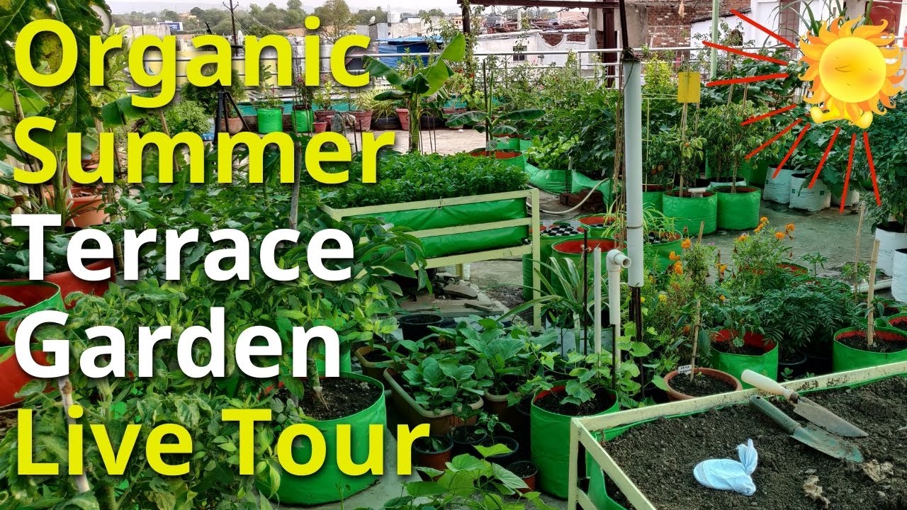 Pure Organic Summer Terrace Garden Tour | Terrace & Gardening