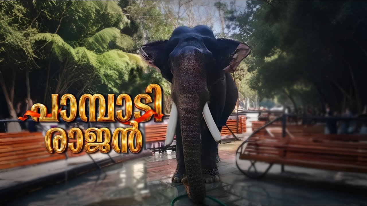 പാമ്പാടി രാജൻ പൂരപ്പറമ്പിലെ ഇതിഹാസം! l Pampady Rajan #video  #rajan #elephant #kerala #pooram