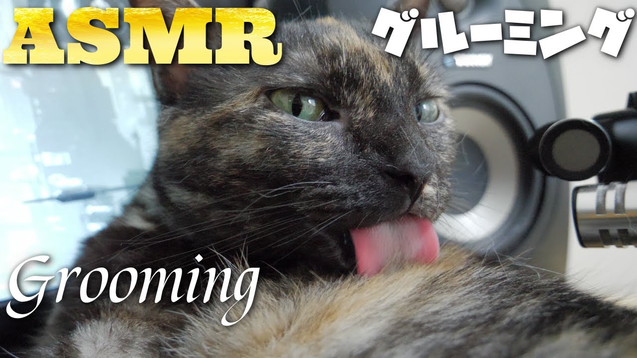 【ASMR】舐めて体を綺麗にする猫のグルーミング🐈🎧