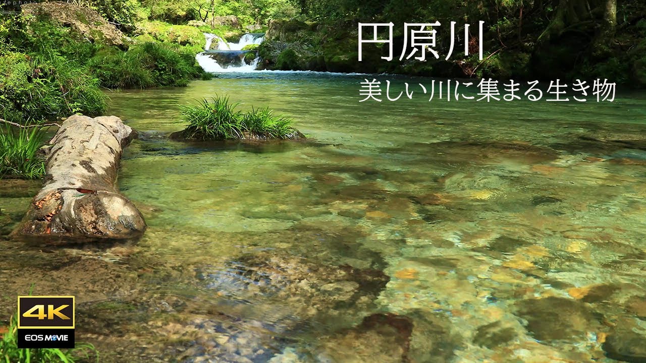 4K 映像 + 自然環境音  / 円原川　美しい湧水の川と生き物たち