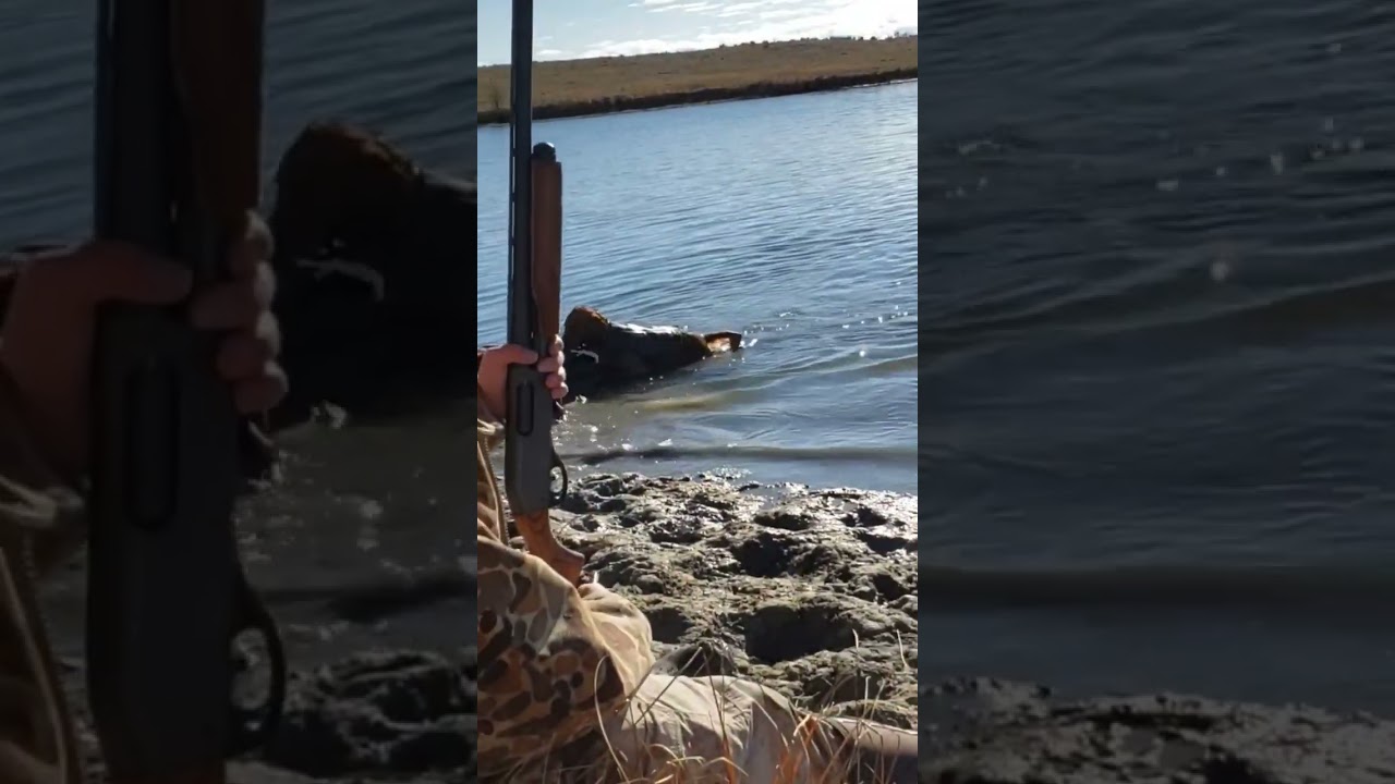 FIRST GOOSE RETRIEVE IN WATER FOR REMI! #hunting #duckhunting #shorts