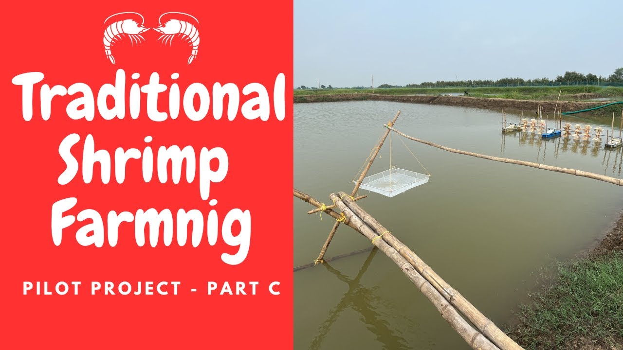 Traditional Vannamei Shrimp Farming in Earthen Pond (Odisha) India - Part C