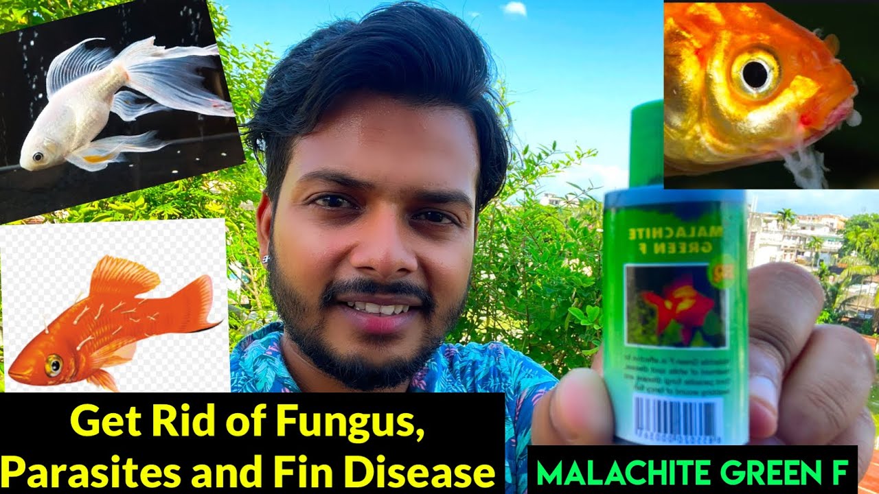 How to use Malachite Green F for fish | How to treat fungal infection on fish | Treatment of Fin Rot
