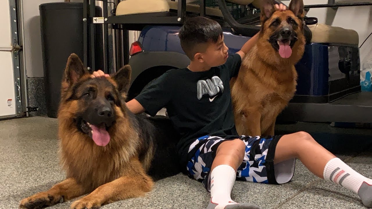 The Diary of German Shepherds | 7