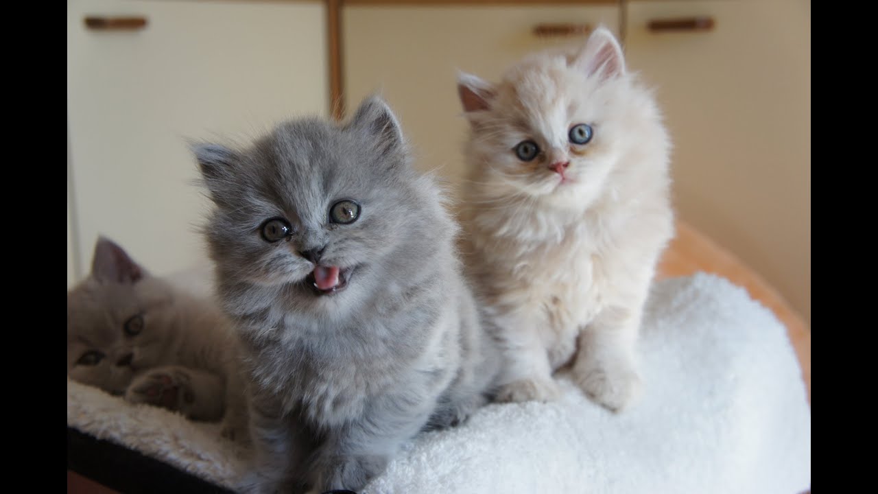 Rihanka i Ronalduś -   BRITISH LONGHAIR KITTENS