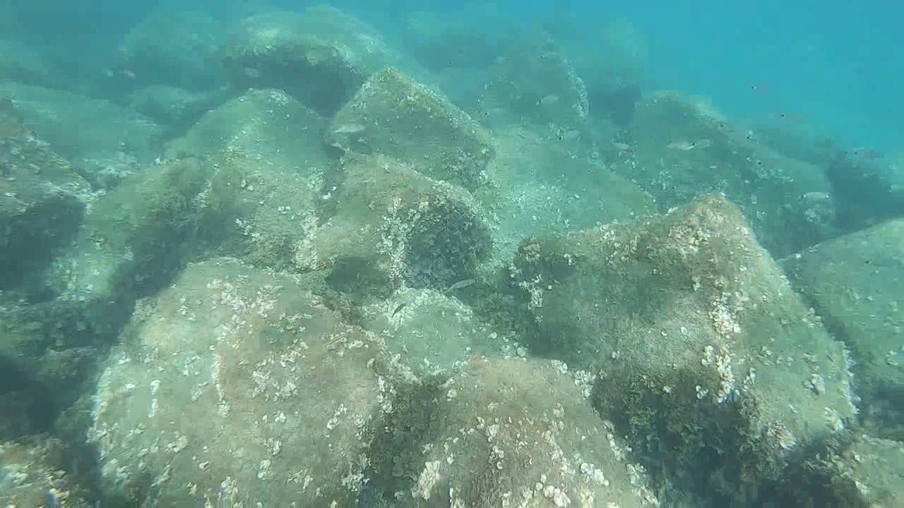 FISH 12 07 2018