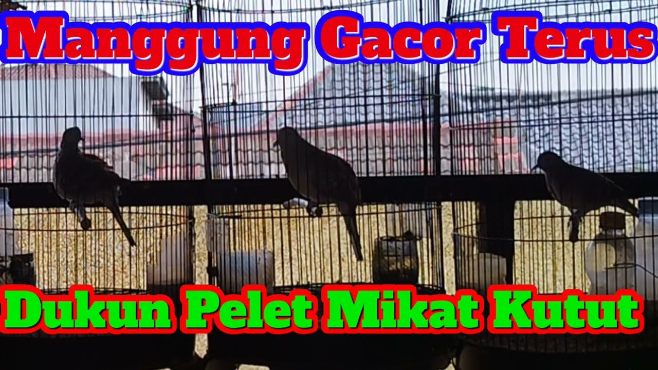 Manggung Gacor Terus Jadi Dukun Pelet Kutut