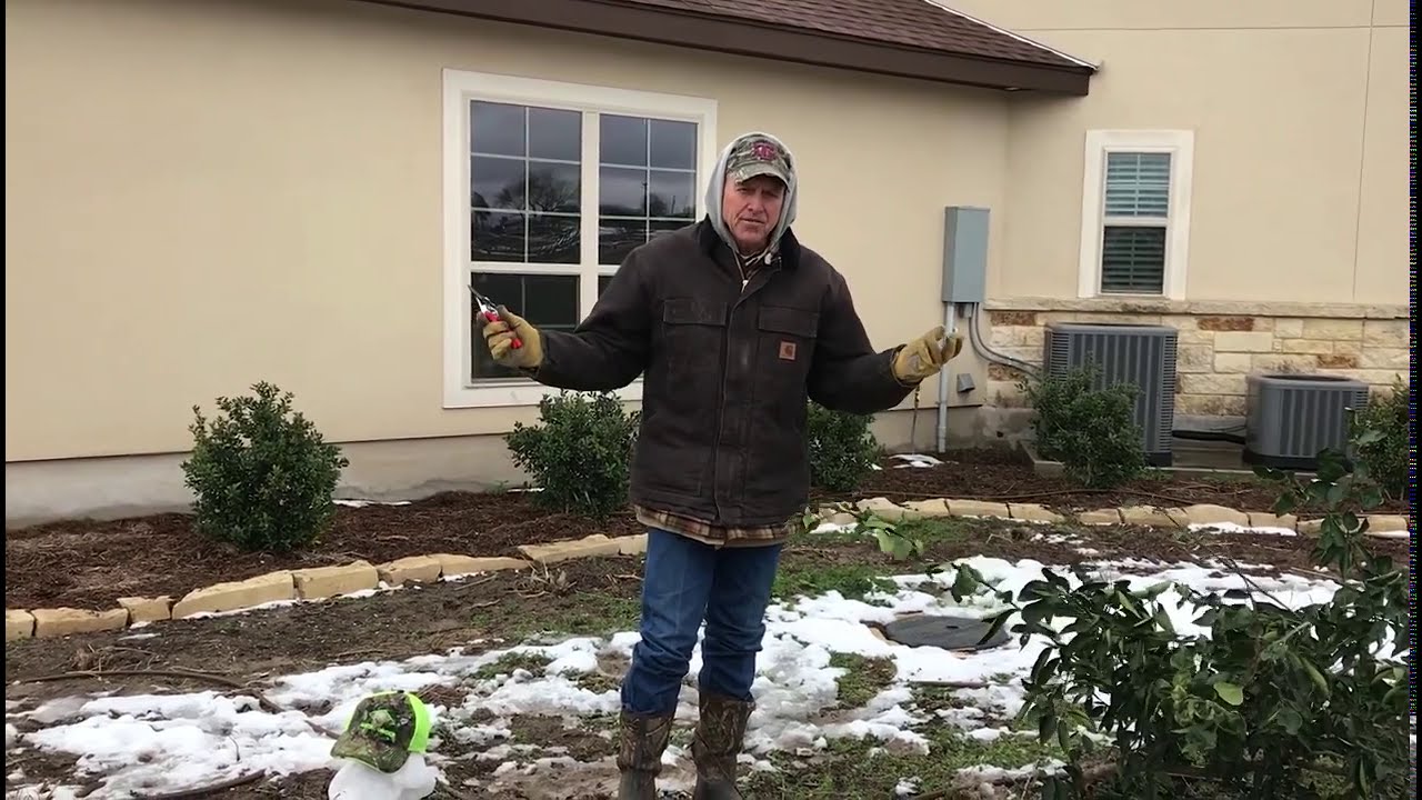 Assessing Freeze Damage in Plants at Home