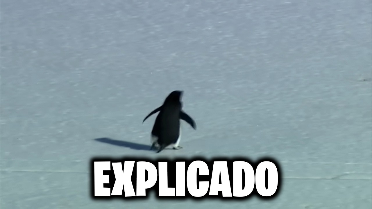 O Vídeo do Pinguim Que a Internet Não Consegue Explicar (MAS POR QUÊ?)