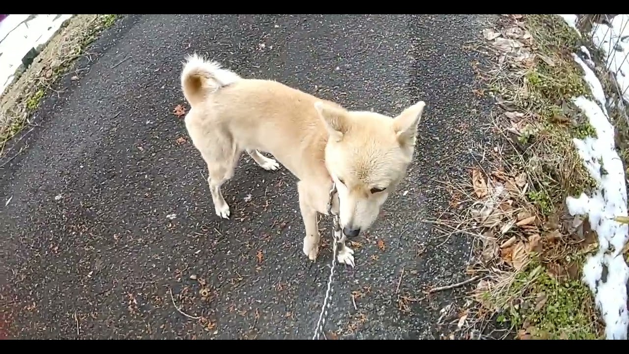 どこか見る