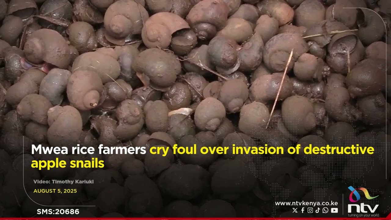 Mwea rice farmers cry foul over invasion of destructive apple snails