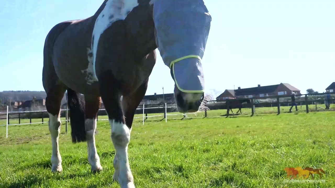 Full Face Fly Protection for Your Horse with UV Protection