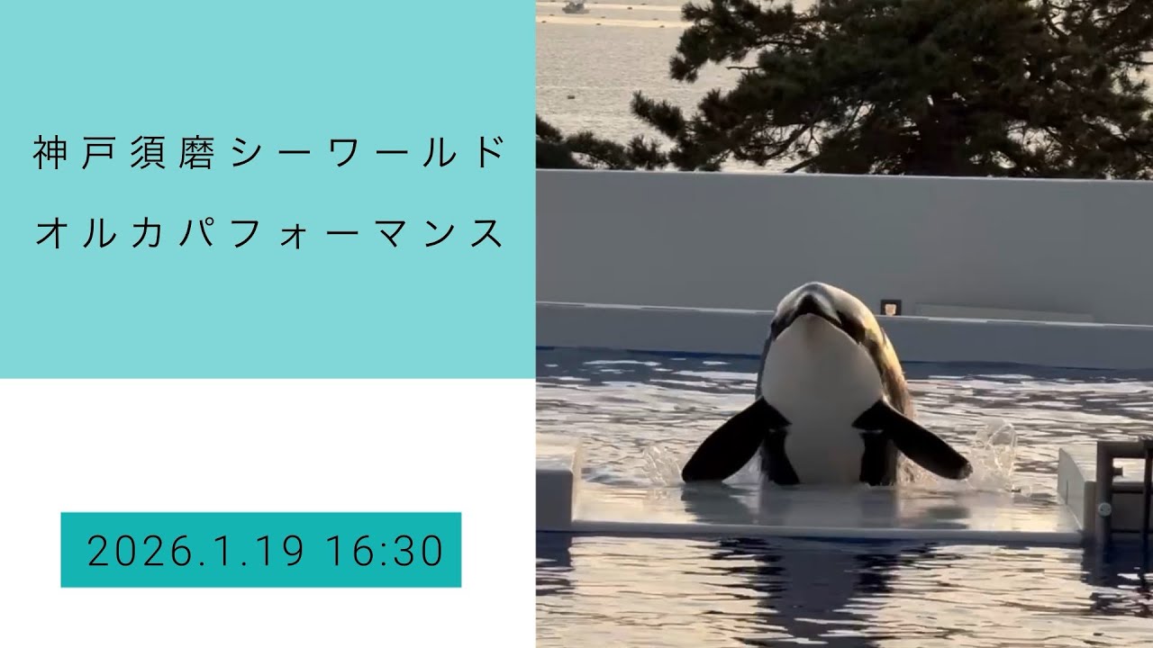 神戸須磨シーワールド　オルカパフォーマンス　2026.1.19 16:30