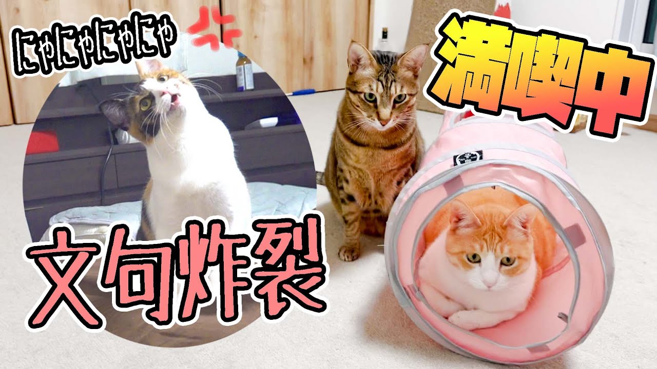 先住猫と遊ぶために少しだけ子猫を締め出してみた結果