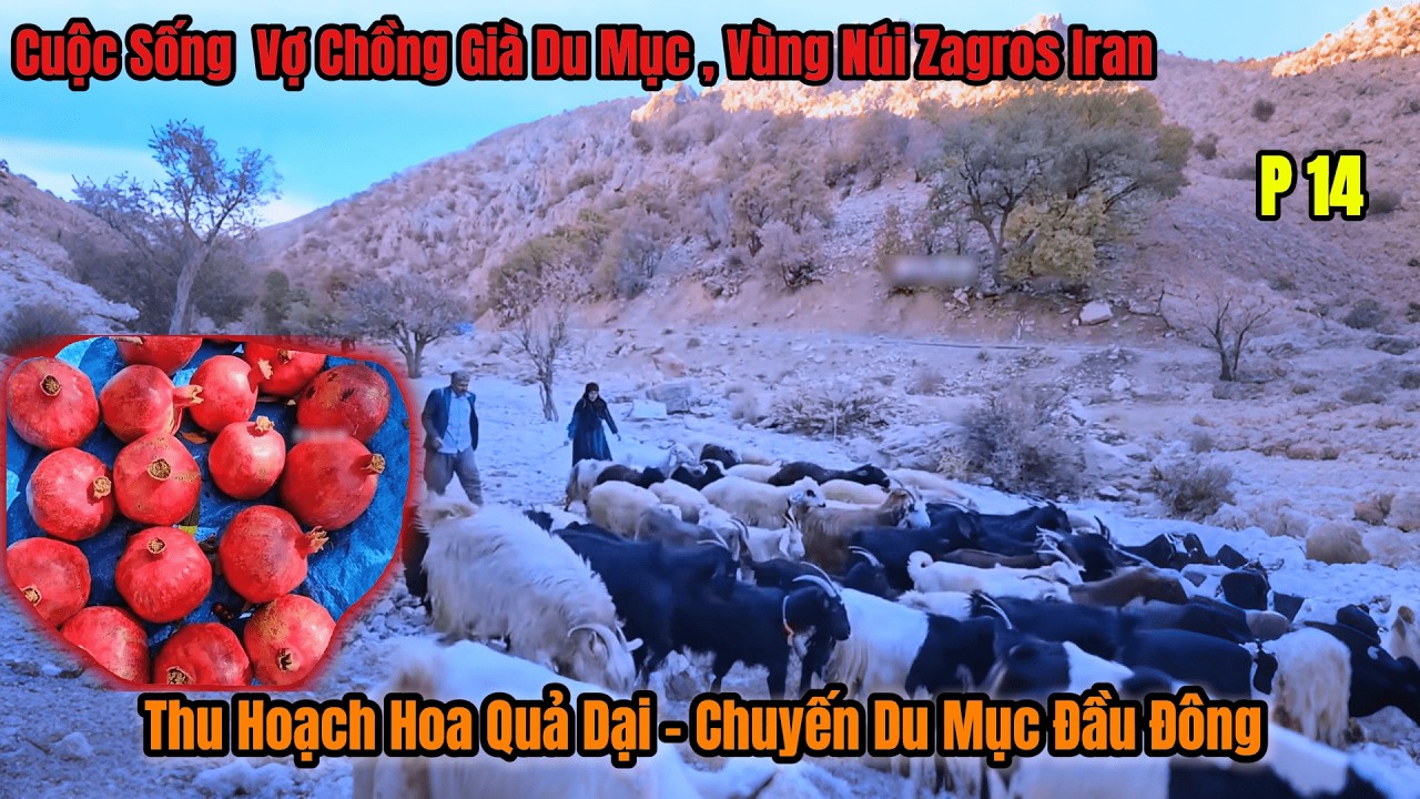Tập14 Rời Núi  Lạnh: Đôi Vợ Chồng Già Zagros Bước Vào Chuyến Di Cư Mang Theo Hương Hoa Trái Rừng