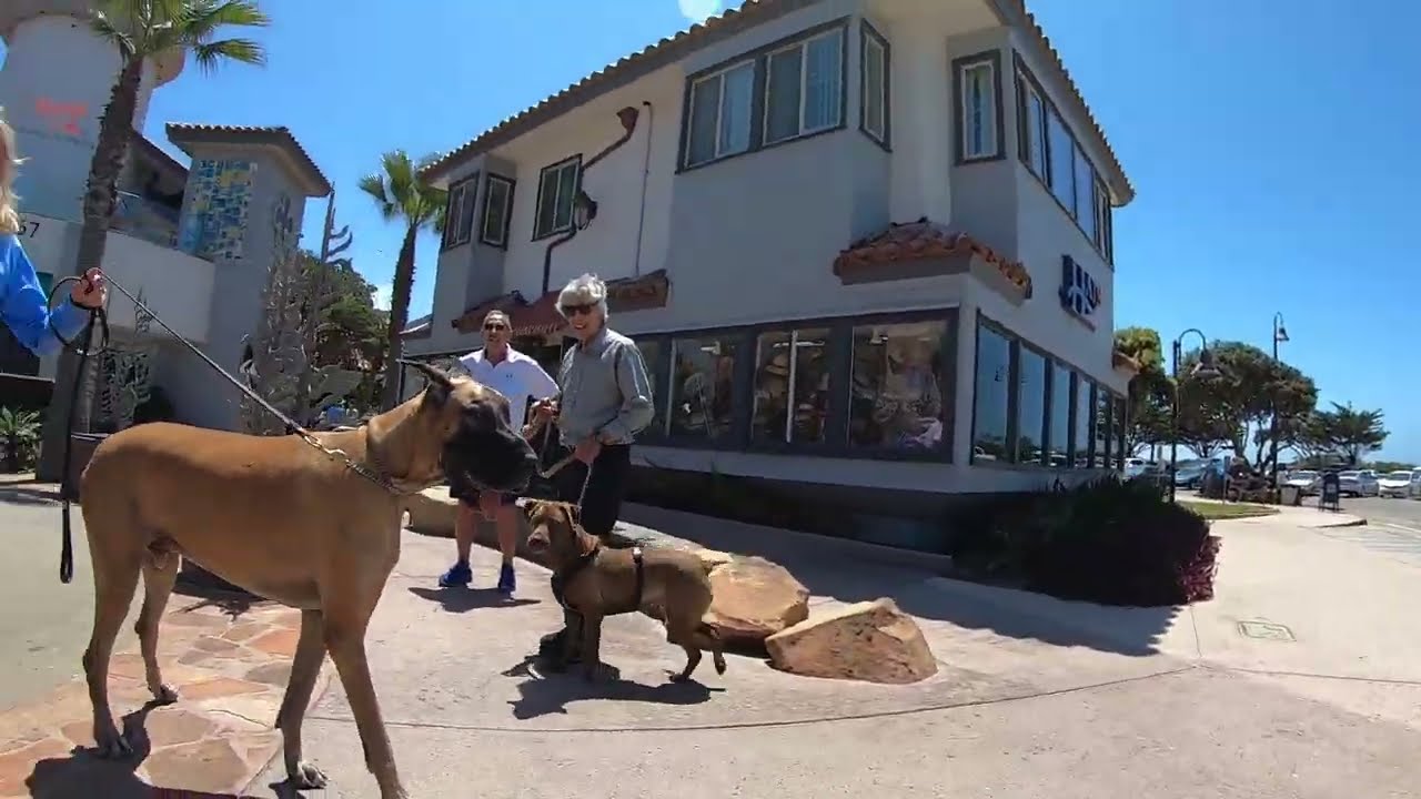 Cash 2.0 Great Dane meeting new people in Ventura Harbor 17