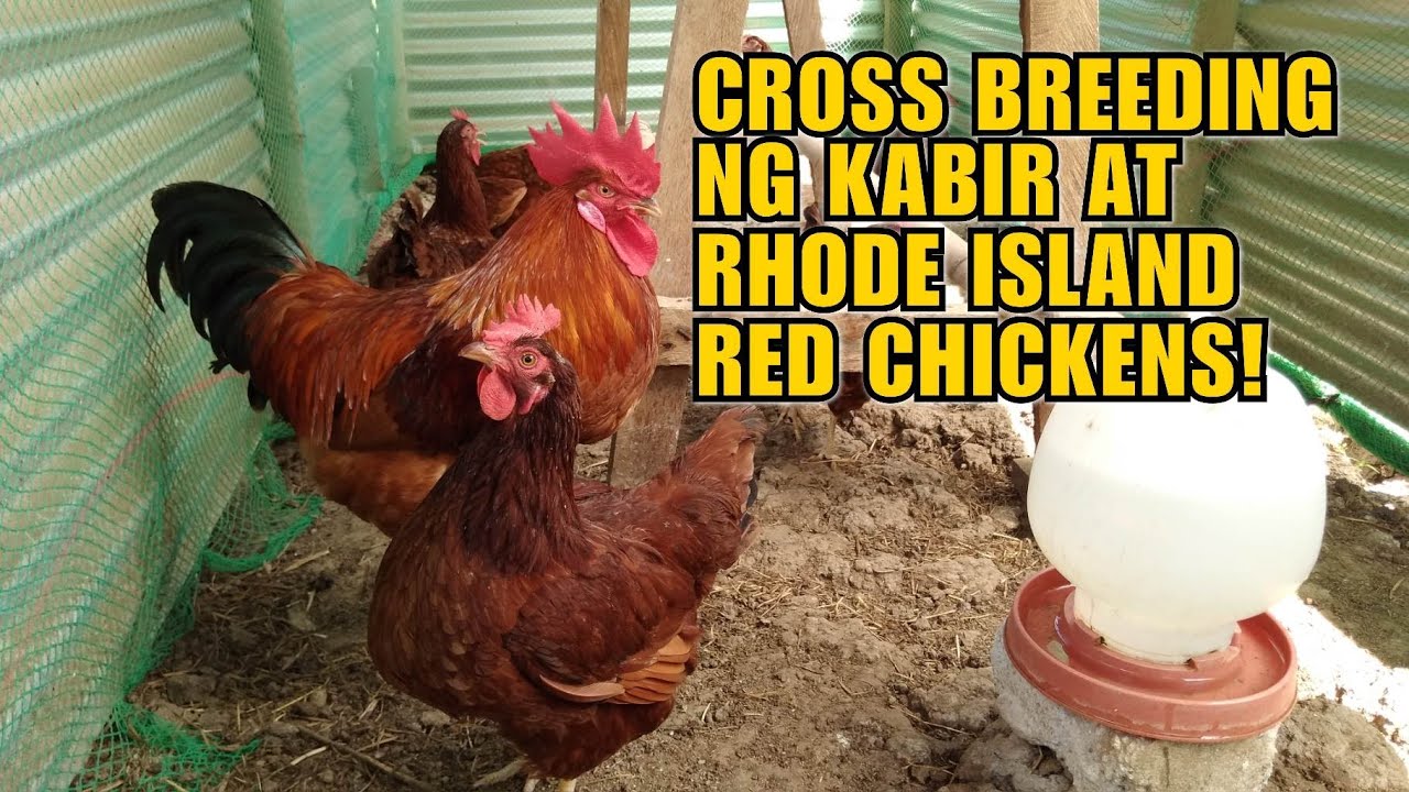 CROSS BREEDING NG KABIR AT RHODE ISLAND RED CHICKEN!